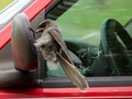 Wiele ptaków z dużą werwą atakuje „przeciwnika” z lustra. Świadczy to o braku samoświadomości. Fot. tuchodi, źródło: https://www.flickr.com

